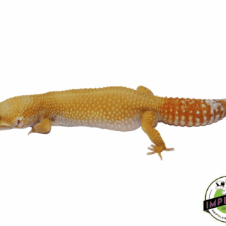 Giant Sunglow Leopard Gecko Adult