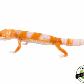 Sunglow Leopard Gecko Baby