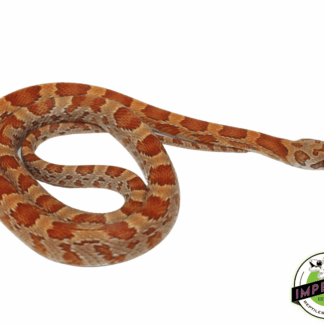 Sunkissed Corn Snake