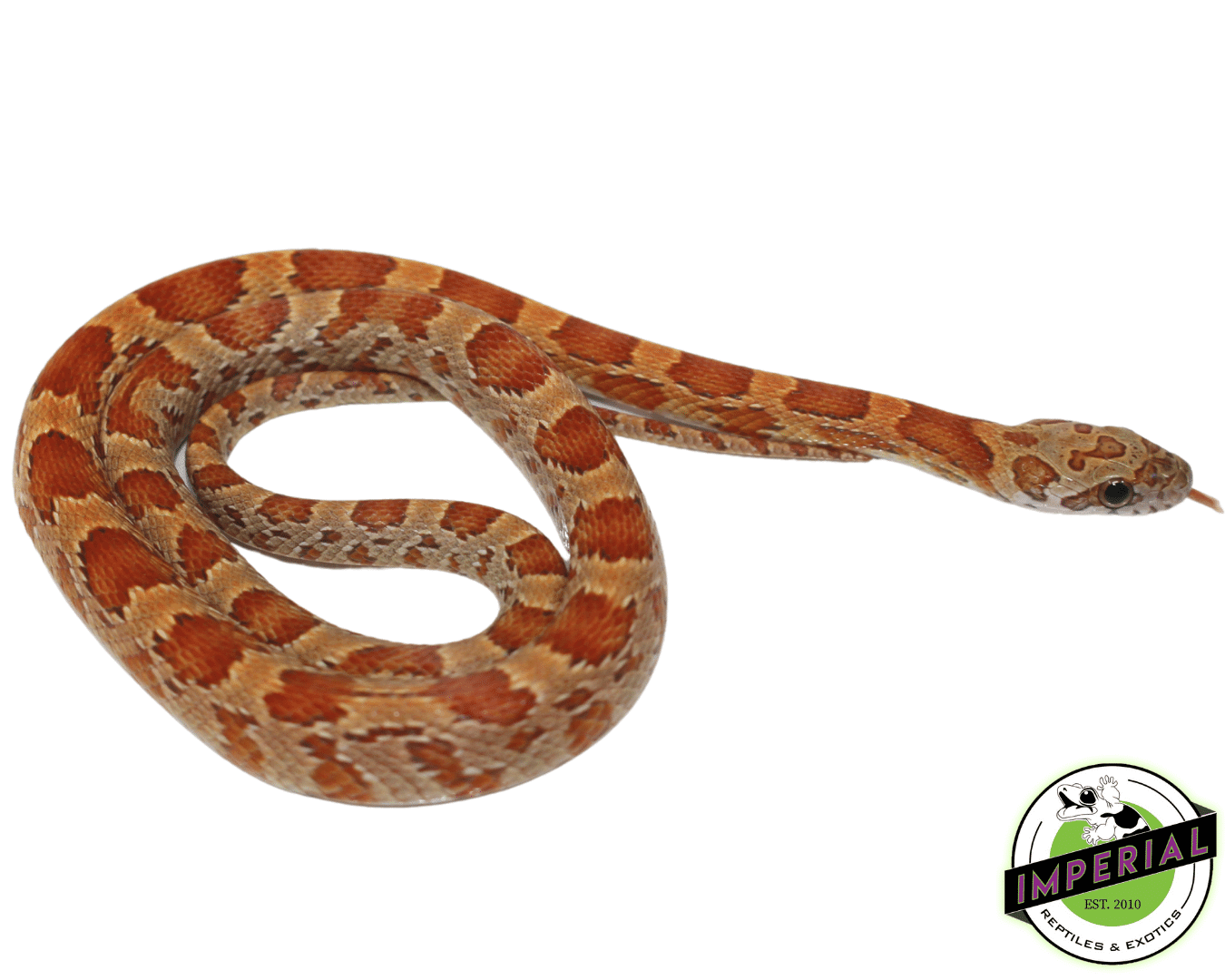 Sunkissed Corn Snake