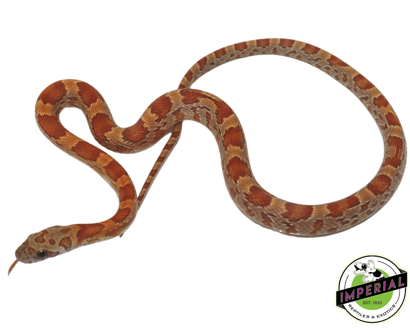 Sunkissed Corn Snake - Image 2