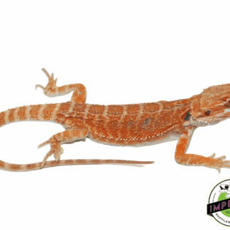 Sunrise Hypo Bearded Dragon Female (#61523-07)