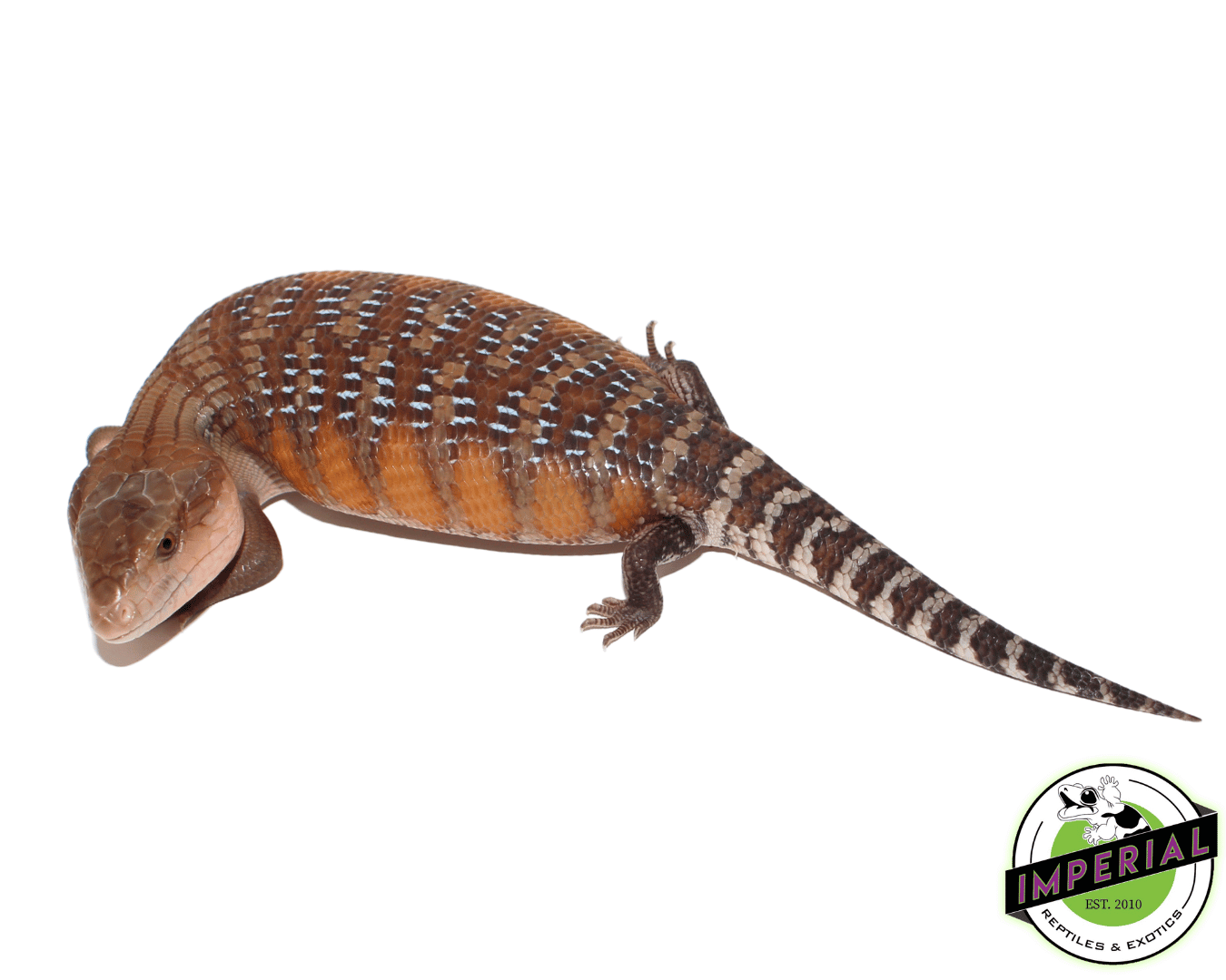 Sunrise Northern Blue Tongue Skink Baby - Image 2