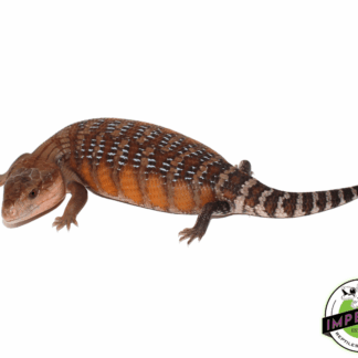 Sunrise Northern Blue Tongue Skink Baby