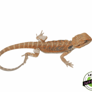 Sunset Hypo Bearded Dragon Baby