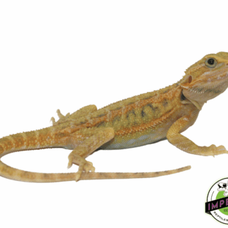 Super Lemon Hypo Translucnet Bearded Dragon Baby