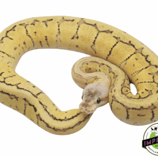 Super Dragonfly Ball Python