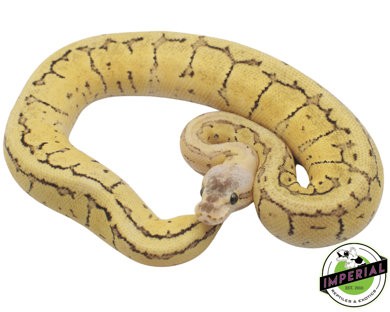 Super Dragonfly Ball Python