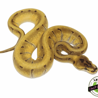 Super Enchi Leopard Orange Dream Pinstripe Ball Python