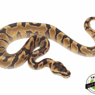 Super Enchi Yellowbelly Ball Python Baby