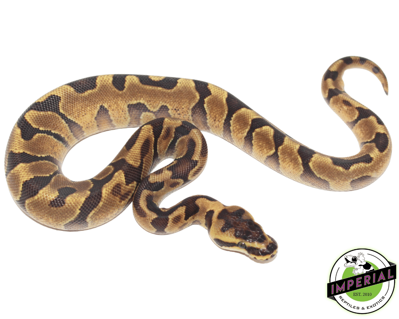 Super Enchi Yellowbelly Ball Python Baby
