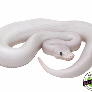 Super Fire (Black Eyed Lucy) Ball Python