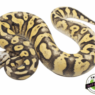 Superfly Ball Python