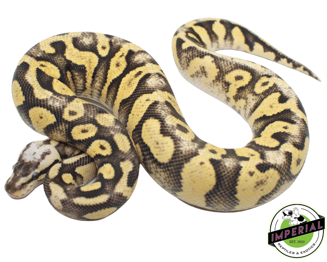 Superfly Ball Python