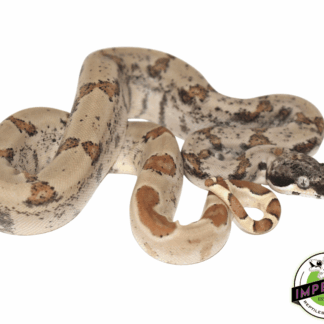 Super Hypo Colombian Boa Baby