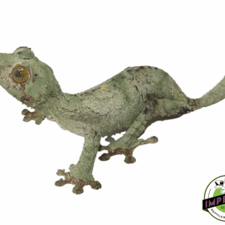 Super Mossy Leaf Tail Gecko (Uroplatus sameti)