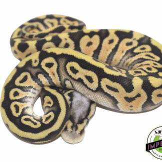 Super Pastel Het Clown Ball Python