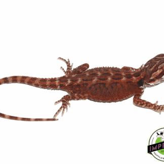 Super Red Bearded Dragon Baby