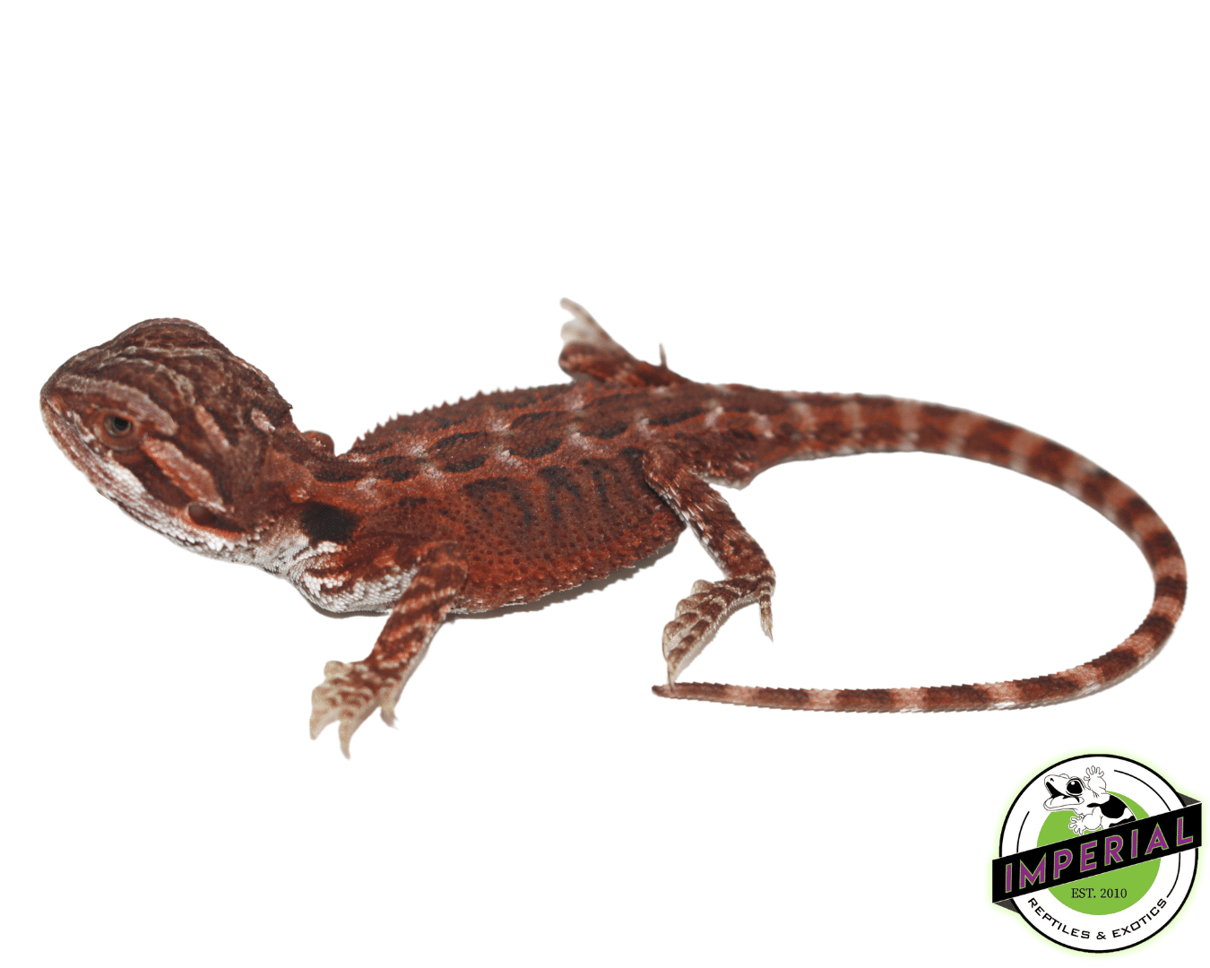 Super Red Bearded Dragon Baby - Image 3