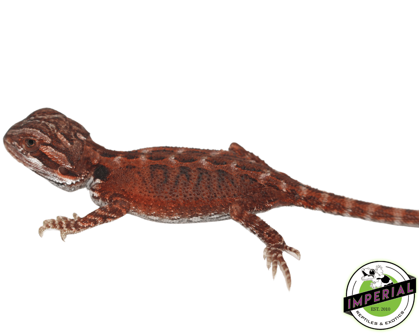 Super Red Bearded Dragon Baby - Image 2