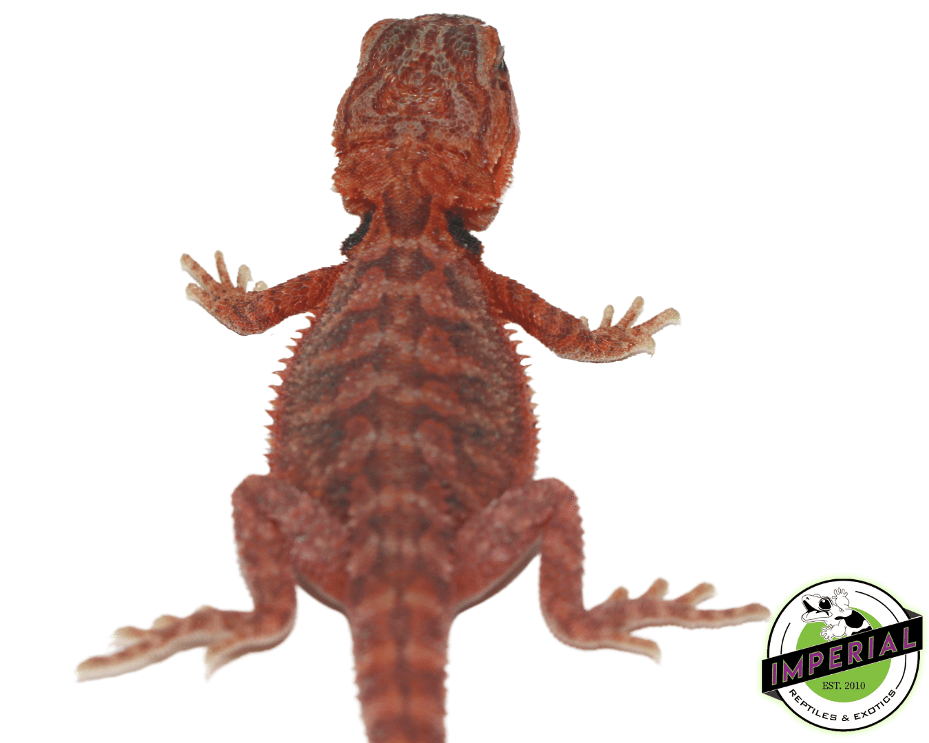 Red Hypo Translucent Bearded Dragon - Image 2