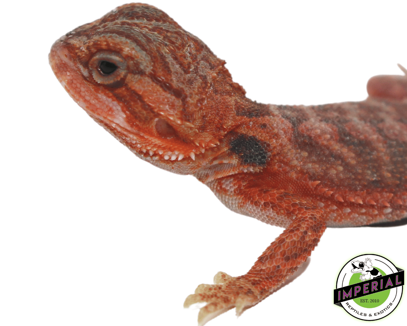 Red Hypo Translucent Bearded Dragon - Image 3