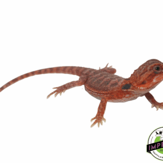Red Hypo Translucent Bearded Dragon
