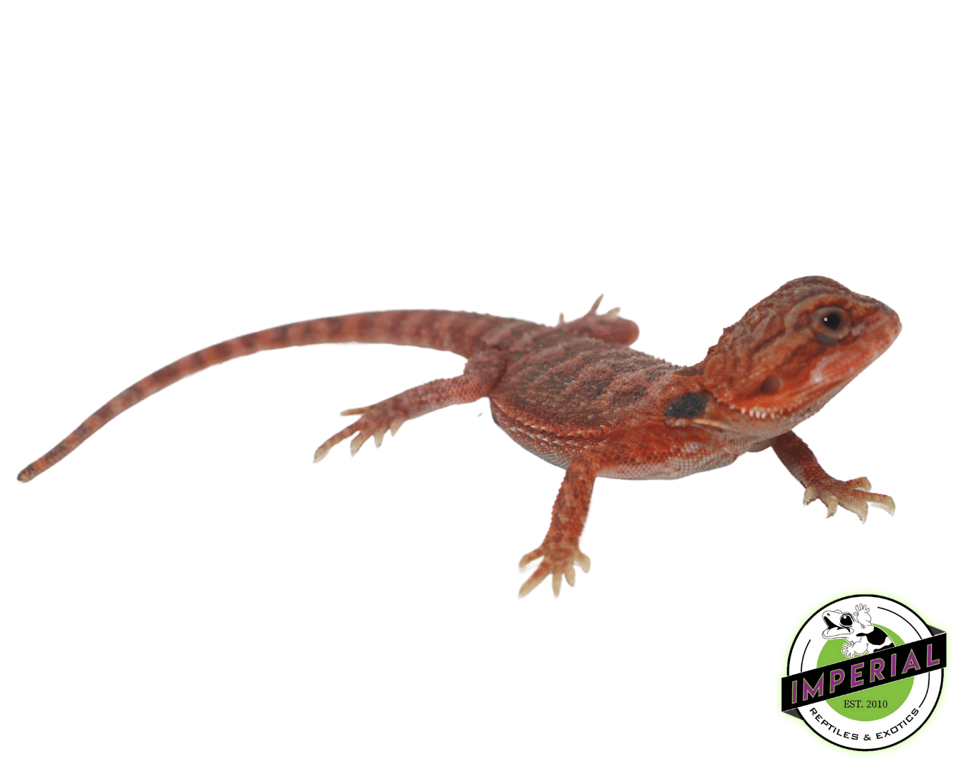 Red Hypo Translucent Bearded Dragon