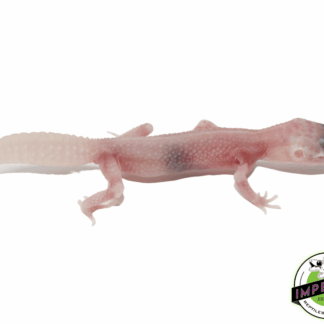 Super Snow Tremper Pos Eclipse Leopard Gecko Baby
