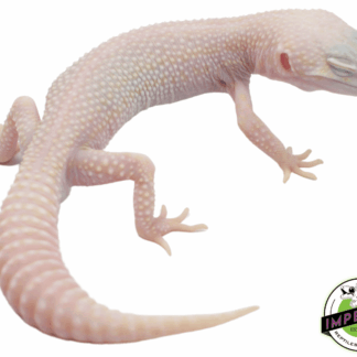 Super Snow Albino Eclipse Leopard Gecko Adult