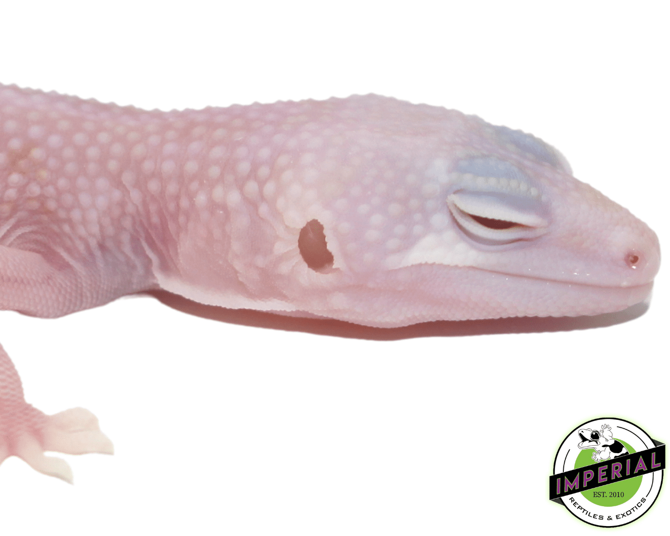 Albino Super Snow Leucistic Leopard Gecko Baby - Image 3
