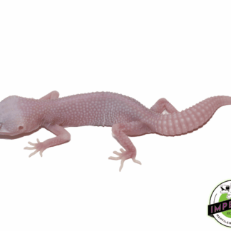 Albino Super Snow Leucistic Leopard Gecko Baby