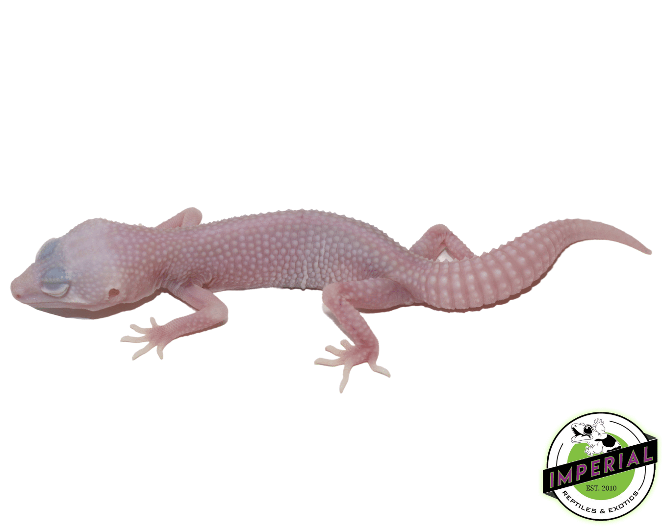 Albino Super Snow Leucistic Leopard Gecko Baby