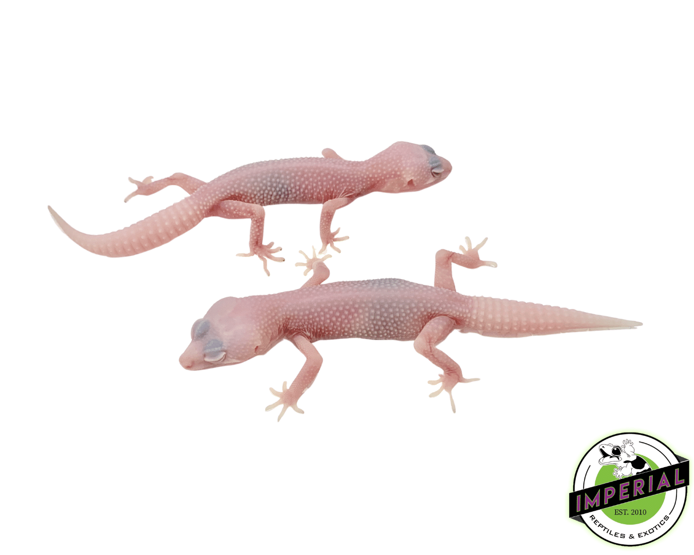 Albino Super Snow Leucistic Leopard Gecko Baby - Image 2