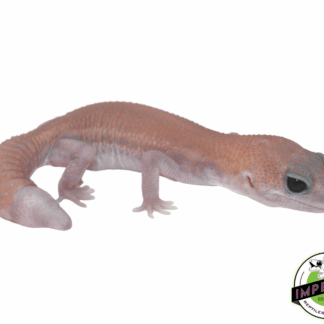 Super Stinger Ghost African Fat Tail Gecko