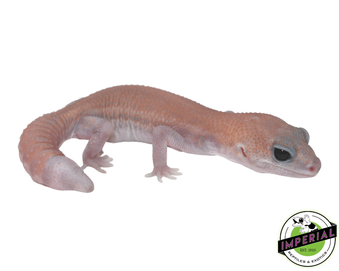 Super Stinger Ghost African Fat Tail Gecko
