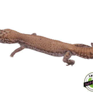 Super Stinger African Fat Tail