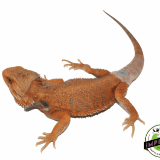 Super Tangerine Hypo Translucent Bearded Dragon Young Adult Male