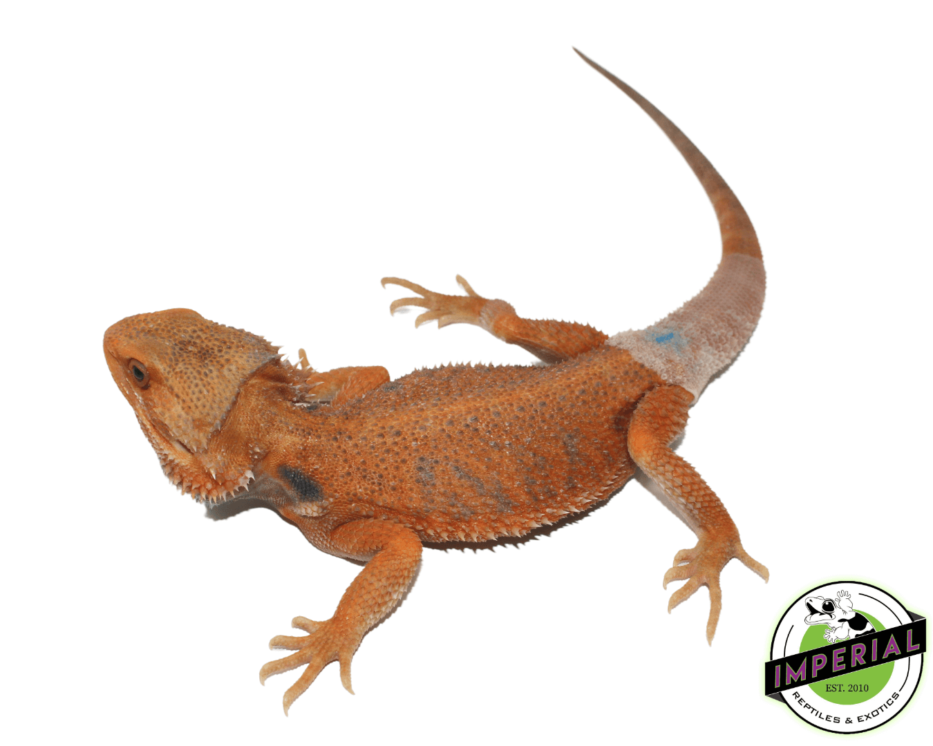 Super Tangerine Hypo Translucent Bearded Dragon Young Adult Male