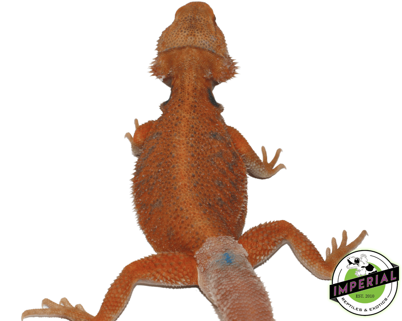 Super Tangerine Hypo Translucent Bearded Dragon Young Adult Male - Image 2