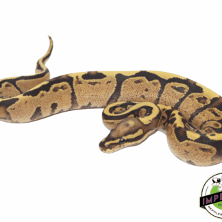 Super Vanilla Ball Python