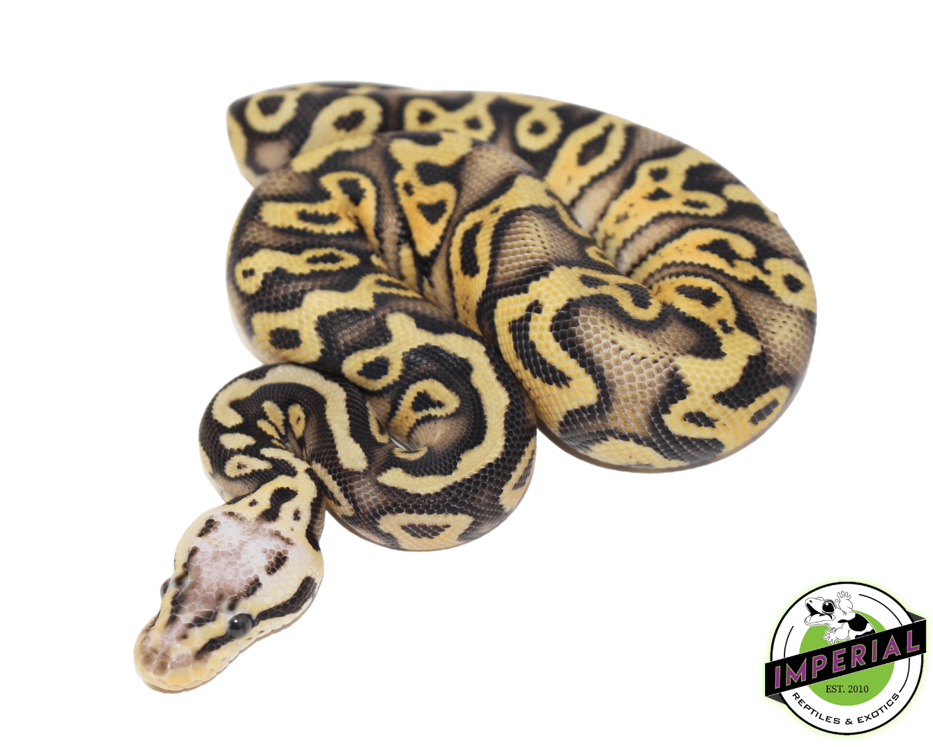 Superfly Gravel Ball Python - Image 2