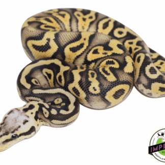Superfly Gravel Ball Python