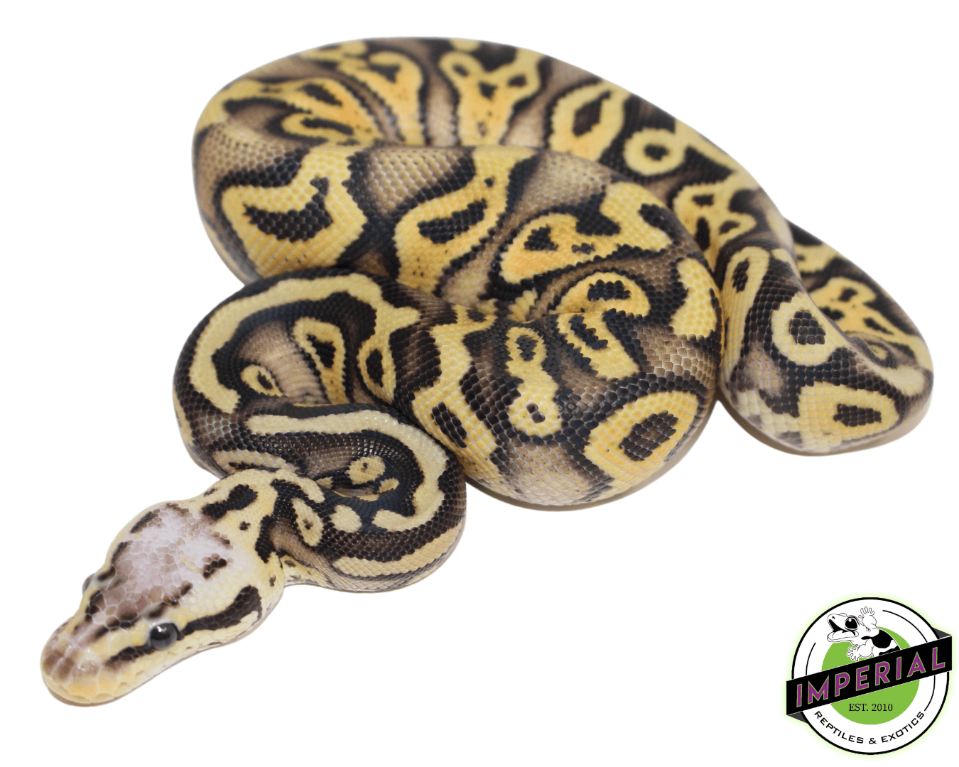 Superfly Gravel Ball Python