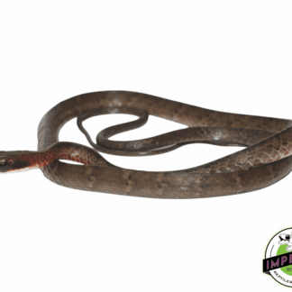 Brown Sipo Snake