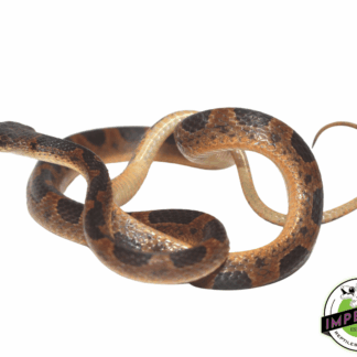 Suriname Cat Eyed Snake