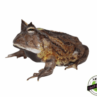 Suriname Horn Frog Adult (C. cornuta)