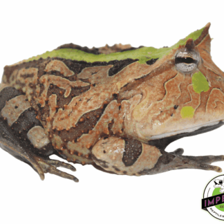 Green Tri-Color Suriname Horned Frog Adult (C. cornuta)