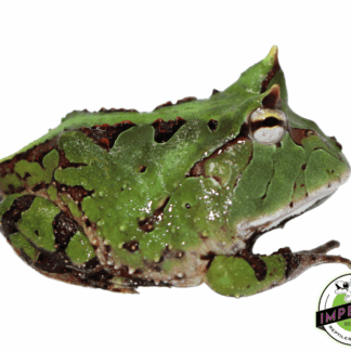 Green Suriname Horned Frog Baby (C. cornuta)