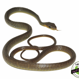 Long Tail Machete Snake Juvenile